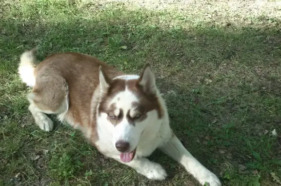 Пропала собака Веста в Саранске.