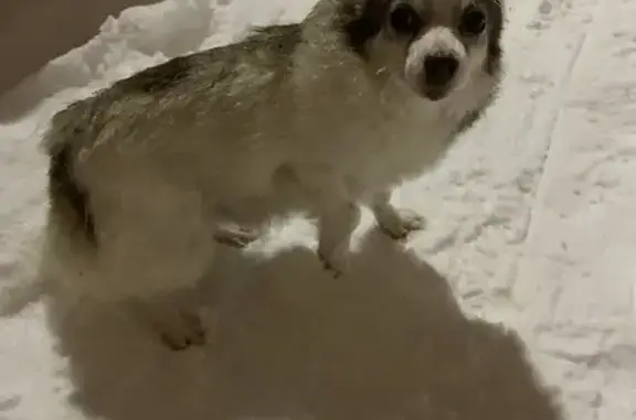Найдена собака на улице Можайского, Вологда