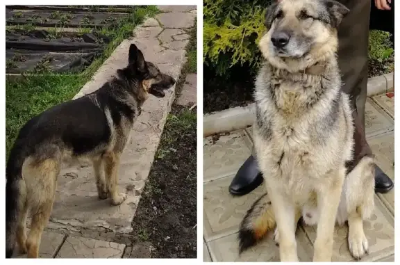 Пропала собака Овчарка на улице Дзгоева, Белгород