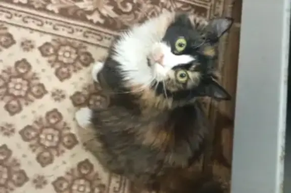 Кошки потеряшки, Тамбов, фото: Потеряшка кошка Сантана на улице Сенько, 6 в Тамбове