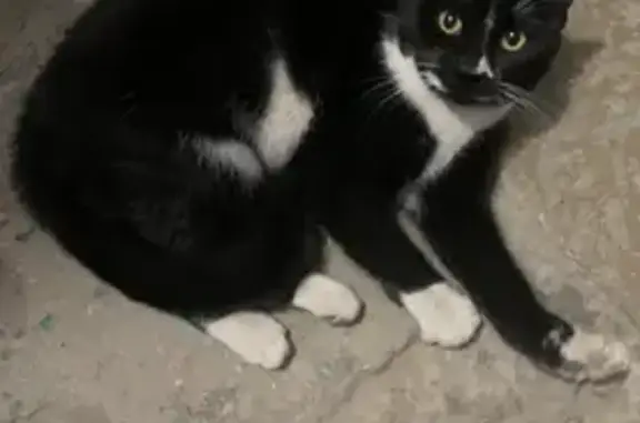 Найдена ласковая кошка на набережной Фонтанки, 24
