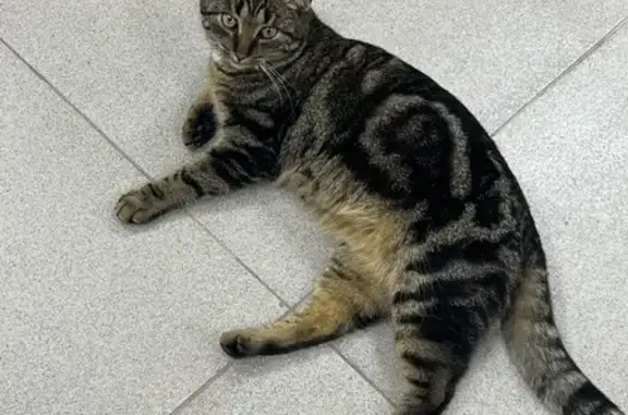 Кошка найдена на Вербовой, 11 в Новороссийске