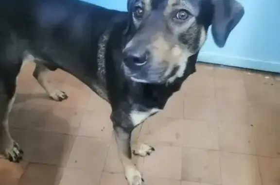 Собака найдена на улице Гидростроителей 28 в Краснодаре