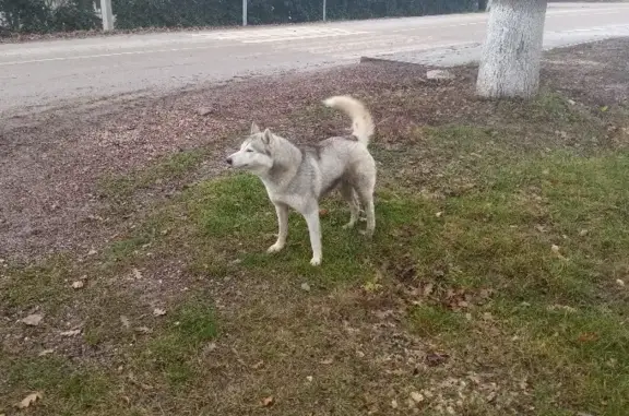 Найдена собака, живет в Республике Крым