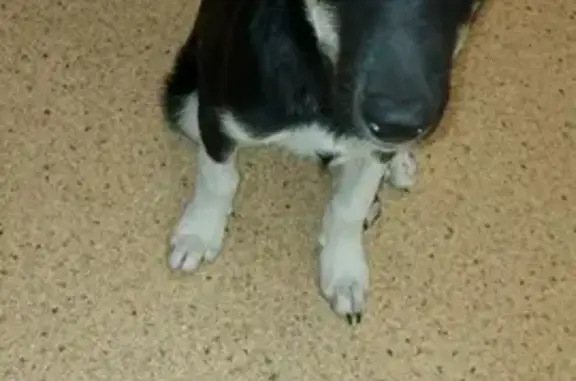 Найден щенок на улице Пржевальского, 40 в Тюмени.
