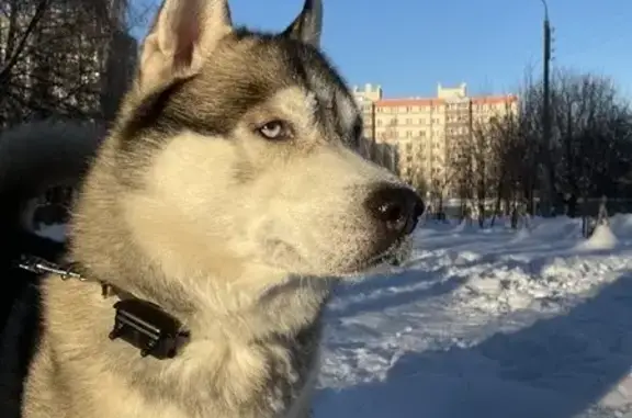 Найден хаски мальчик на улице Н.Гастелло, Чебоксары