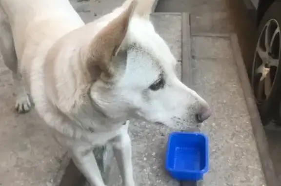 Собака найдена на проспекте Металлургов, 11 в Самаре.