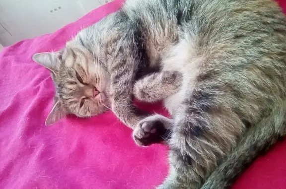 Кошки потеряшки, Ульяновск, фото: Потеряшка кошка по адресу Октябрьская ул., 17, Ульяновск