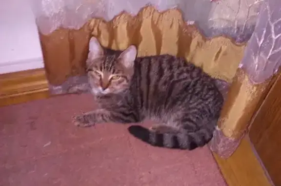 Найден серый котенок на ул. Восстания, Лаишево