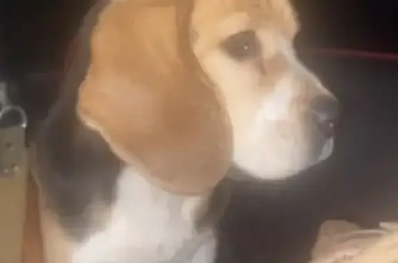 Собака найдена в Большом Фролово, Татарстан