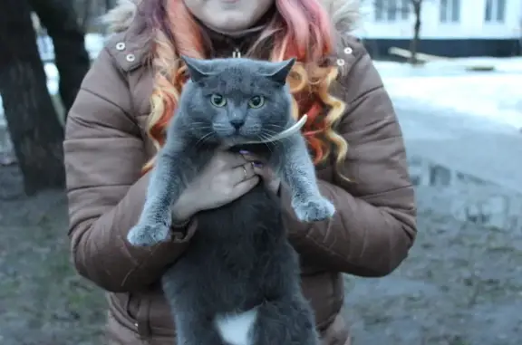 Найдена кошка на Ереванской, Москва