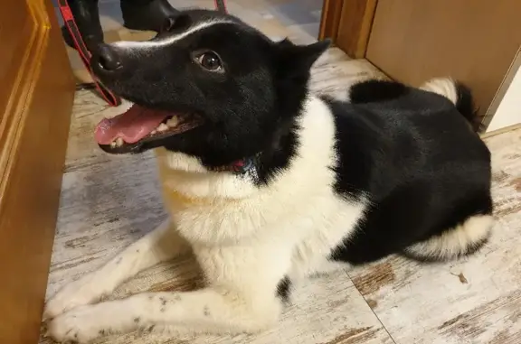 Собака найдена у магазина Магнит, 2 дня без ошейника.