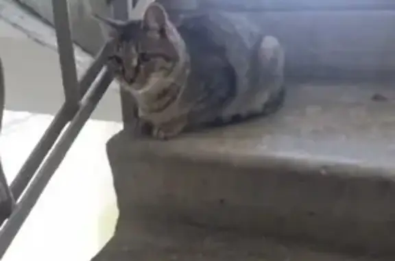 Найдена кошка на ул. Пальмиро Тольятти, 24А, Екатеринбург
