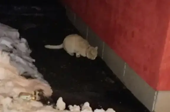 Найден ухоженный рыжий кот на Филаретовской, Зеленоград