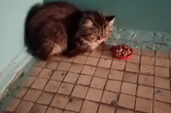 Найдена кошка на 79-й Гвардейской Дивизии, Томск