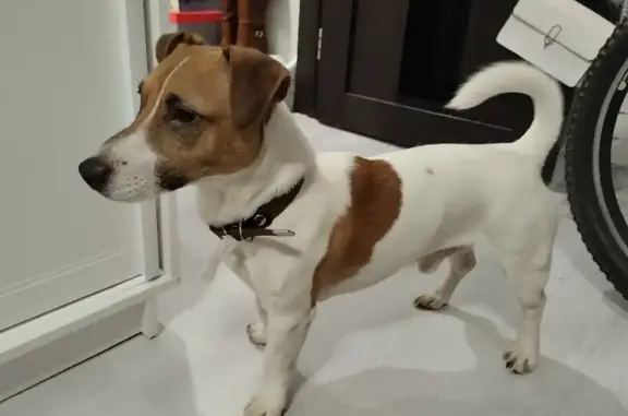 Собака Джек Рассел найдена у метро Авиастроительная в Казани