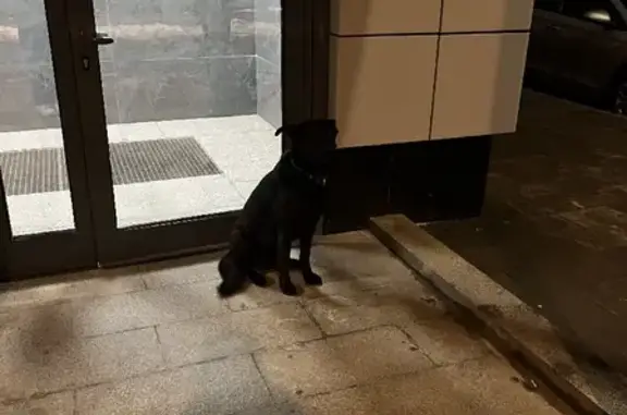Найдена собака у станции Внуково, черного цвета.