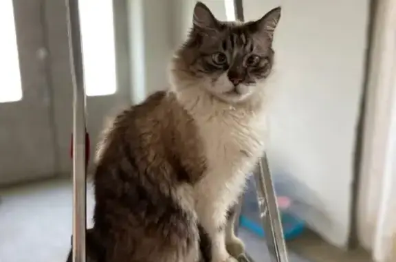 Потерянные животные Смоленск, фото: Пропала кошка Зак на Беговой улице, Смоленск