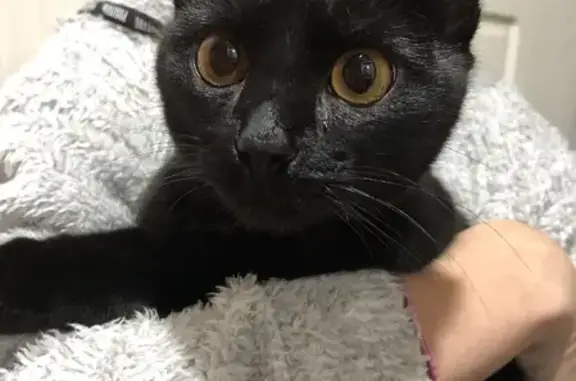 Найден молодой кот в Костроме, черный с белыми волосинками.