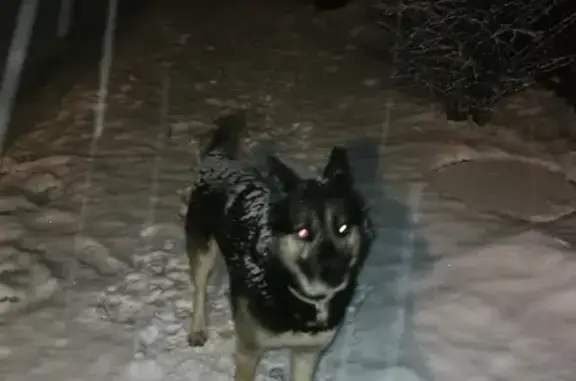Найдена собака на Туманной улице, 10 в Минзаге