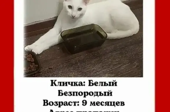 Потерянные животные Самара, фото: Пропала кошка на Фасадной, ул. 9, Самара