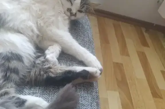 Бело-серый котик найден на улице Победы, Краснодар