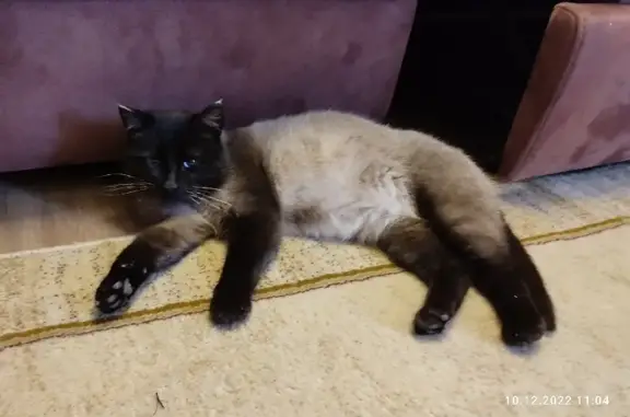 Найдена Тайская кошка на ул. Октябрьской Революции, Уфа