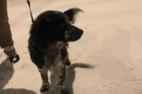 Найдена собака в ошейнике в Былово, Москва