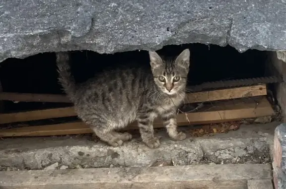 Найдена кошка на Белградской, дом 12