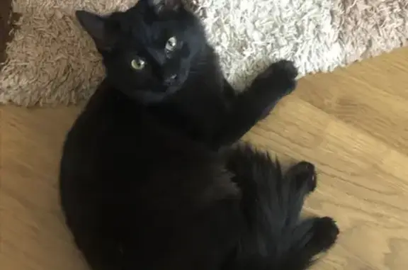 Найдена черная кошка-подросток на ул. Железнодорожников 22д