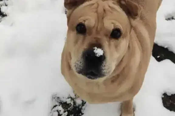 Пропала собака 