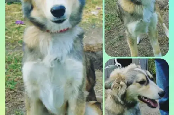 Пропала собака Джесика на Загородной улице, 9 в Ялуторовске