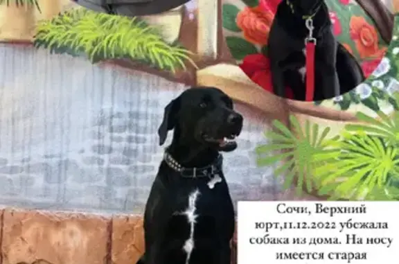 Пропала собака в Сочи, Верхний юрт, СТ Эра, девочка по кличке Буся 🐶