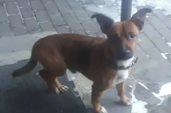 Собака найдена на улице Сафиуллина, 50А в Казани