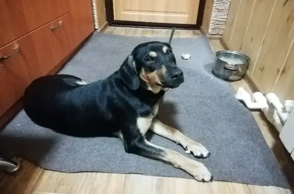 Собака найдена на улице Фрунзе, 37