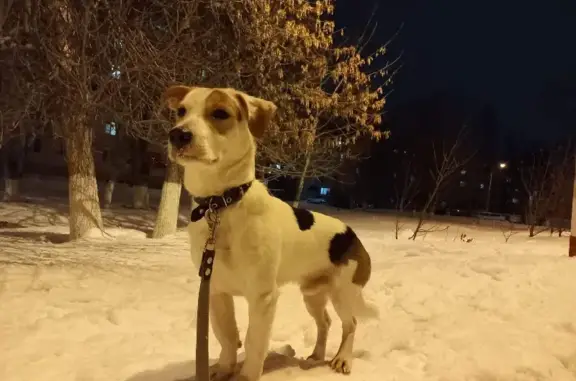 Пропала собака в Терсе на Пролетарской