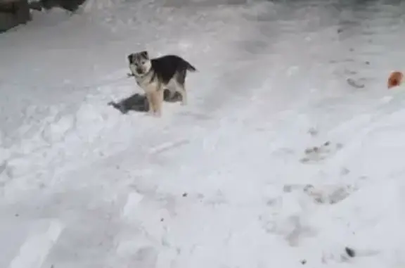 Пропала собака на улице Гагарина, Татарск