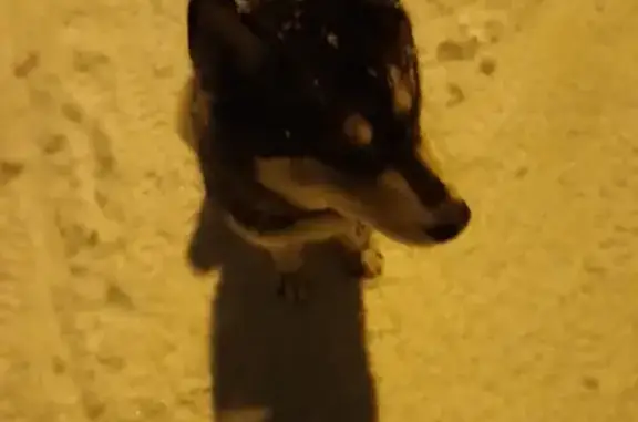 Собака найдена в Купавне, Хась Балашиха