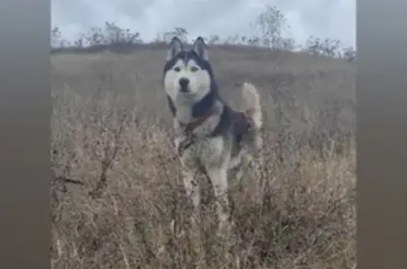 Пропала собака Сибирский хаски в Большом Городище, Белгородская область