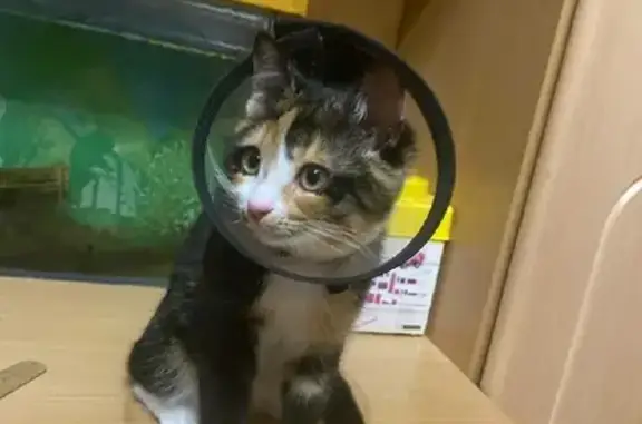 Кошки потеряшки, Тольятти, фото: Потеряшка кошка на ул. Дзержинского, 49, Тольятти.