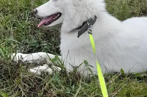 Собаки потеряшки, Ульяновск, фото: Потеряшка белая Якутская лайка в районе политеха-парка юности, Ульяновск