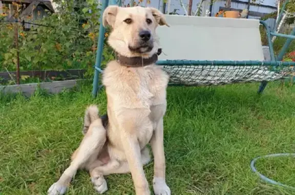 Пропала собака в селе Доброе, Крым