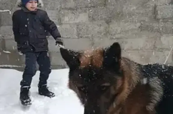 Пропала собака на улице Тулака, Волгоград.