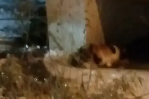 Найдена кошка на ул. Пушкина 43 в Пензе