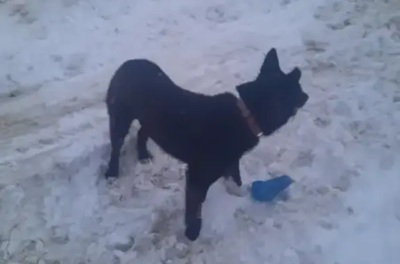 Найден добрый черный пес на проспекте Камалеева