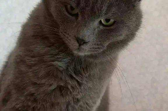 Пропала кошка Томас в Джубгском поселении, Краснодарский край