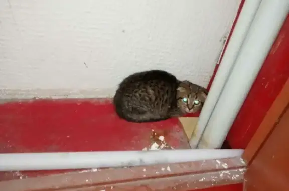 Найдена кошка на Давыдковской улице