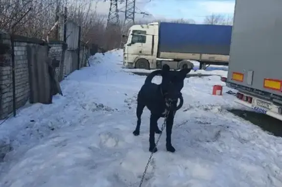 Пропала собака в районе Ваи, Воронежская область