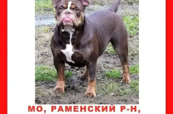 Пропала собака КЬЯРА в Раменском районе, Игумново!