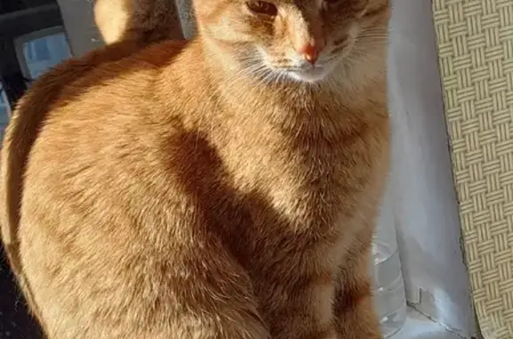 Потерянные животные Уфа, фото: Пропал рыжий кот в Уфе, Гагарина 46/3
